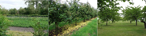 Cultures maraîchères dans le marais vendéen. Vergers de pommes à cidre dans le Val de Loire et dans la région de Château-du-Loir (Sarthe) en grand format (nouvelle fenêtre)