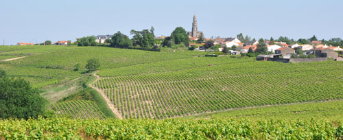 Paysage viticole du terroir du muscadet Sèvre et Maine (coteaux de Saint-Fiacre) en grand format (nouvelle fenêtre)