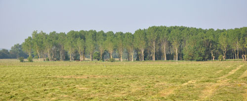 En premier plan, les peupleraies forment un masque boisé dans les fonds de vallée (ici Vallée de la Loire au niveau de Varades) en grand format (nouvelle fenêtre)