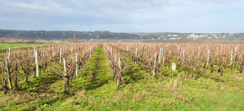 Structure linéaire et rythmée du vignoble nantais sur les coteaux de Loire en grand format (nouvelle fenêtre)