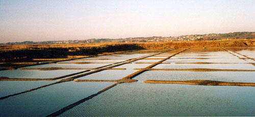 Paysage structuré des marais salants de Guérande en grand format (nouvelle fenêtre)