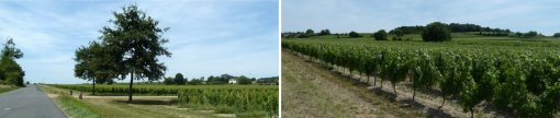 Des paysages viticoles affirmés : patrimoine bâti associé, structuration des pentes par les rangs de vigne (le Puy-Notre- Dame) en grand format (nouvelle fenêtre)