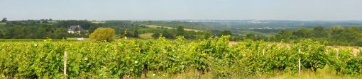 bascule du coteau viticole vers le val de Loire qui forme la limite nord de l'unité paysagère (Rochefort-sur-Loire) en grand format (nouvelle fenêtre)
