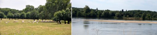 Prairie bocagère entre la levée et le fleuve, au hasard d'une sinuosité du fleuve dont la palette chromatique reflète la lumière et la saison (Saint-Mathurin-sur-Loire) en grand format (nouvelle fenêtre)