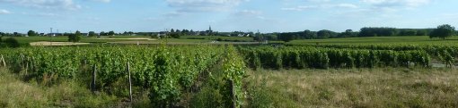 Au coeur des vignes, silhouette du bourg de Chacé soumise à la pression urbaine de Saumur en grand format (nouvelle fenêtre)