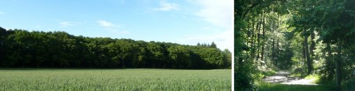 Bois de l'Huisserie : Effet de lisière et d'écran (L'Huisserie) – ambiance forestière et jeux de lumière dans ce bois à dominance feuillus (Laval) en grand format (nouvelle fenêtre)