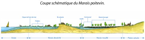 Coupe de principe d'organisation des marais (Source ; PNR Marais poitevin © PIMP) en grand format (nouvelle fenêtre)