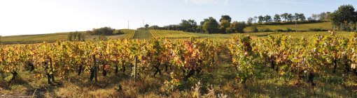 Une bascule viticole du plateau maugeois où les ondulations du relief sont soulignées par les rangs de vigne (Liré) en grand format (nouvelle fenêtre)