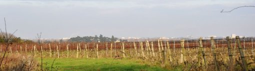 Vallée de l'Aubance depuis le haut de coteau viticole de Saint-Melaine-sur-Aubance en grand format (nouvelle fenêtre)