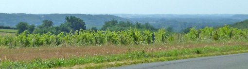 Coteau viticole dominant la vallée du loir (L'Homme) en grand format (nouvelle fenêtre)