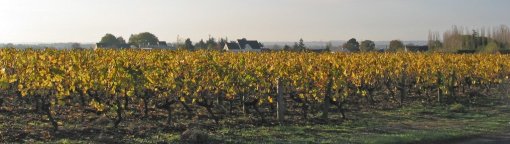 Des lambeaux d'identité viticole au nord de la Loire (Mésanger) en grand format (nouvelle fenêtre)