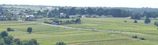 Le développement de l'activité viticole contribue à ouvrir les paysages dans le secteur de Beaulieu-sur-Layon (Beaulieu-sur-Layon - 2015) en grand format (nouvelle fenêtre)