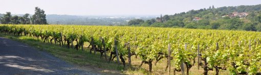 Des coteaux viticoles qui offrent des panoramas en promontoire sur la vallée (Le Cellier) en grand format (nouvelle fenêtre)