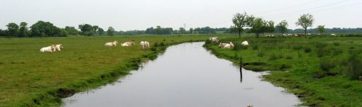 Prairies drainées et desservies par un canal dans les marais de Crossac en grand format (nouvelle fenêtre)