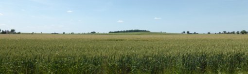 Dans le secteur du Puy-Notre-Dame, le développement de la céréaliculture ouvre les paysages agricoles (Le Puy- Notre-Dame - 2015) en grand format (nouvelle fenêtre)