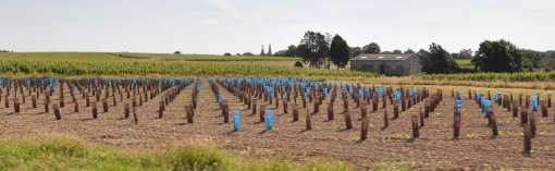 Bâti d'exploitation viticole contemporain à l'appui de la trame végétale existante (Savennières) en grand format (nouvelle fenêtre)