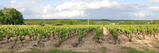 Lambeaux de paysage viticole qui s'étirent sur les coteaux et les crêtes (Legé) en grand format (nouvelle fenêtre)