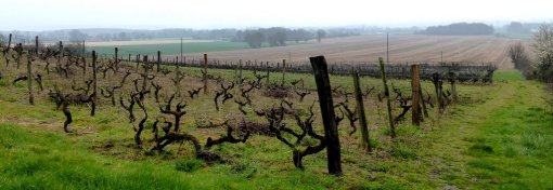 Les versants bien exposés connaissent un maintien et un développement de l'activité viticole, dans un contexte global d'ouverture des paysages (La-Chartre-sur-le-Loir – 2015) en grand format (nouvelle fenêtre)