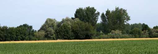 Une palette végétale homogène sur l'ensemble du val d'Anjou associant principalement frênes, saules et peupliers noirs dans le val et sur les rives de Loire (Mazé) en grand format (nouvelle fenêtre)