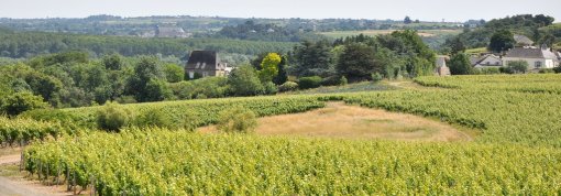 Un coteau sud viticole traversé par une route en corniche dominant les frondaisons arborées du val dominées par les silhouettes des bourgs : ici Rochefort-sur-Loire (Chaudefonds-sur-Layon) en grand format (nouvelle fenêtre)