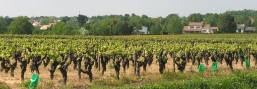 A l'est, une transition paysagère entre paysages urbains et paysages viticoles (Vertou) en grand format (nouvelle fenêtre)