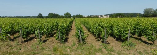 Les vignes sur les coteaux au nord d'Oudon sont de plus en plus menacées par les développements urbains et la progression des grandes cultures (Oudon - 2015) en grand format (nouvelle fenêtre)