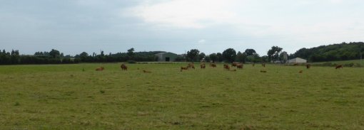 L'élevage est une activité structurante de l'unité (Loire - 2015) en grand format (nouvelle fenêtre)