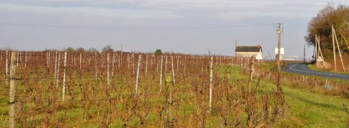 Paysages viticoles des coteaux de l'Aubance (Saint-Melaine-sur-Aubance) en grand format (nouvelle fenêtre)