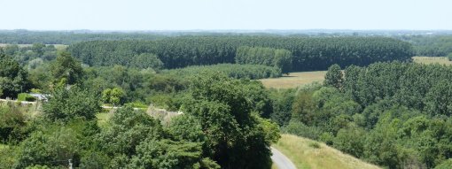 Le développement des peupleraies tend à fermer les paysages des fonds de vallée (Saint-Aubin-de-Luigné - 2015) en grand format (nouvelle fenêtre)
