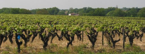 Une frange urbaine sud de l'agglomération marquée par un paysage viticole (Pont-Saint-Martin) en grand format (nouvelle fenêtre)