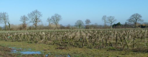 Gradient paysager progressif entre les paysages viticoles de Sèvre et Maine et le bocage maugeois (Tillières) en grand format (nouvelle fenêtre)