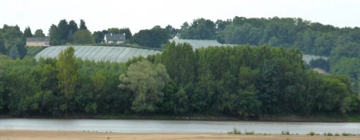 Le développement des activités arboricoles investit les coteaux surplombant la Loire sur la rive gauche (Saint-Rémy-la-Varenne - 2015) en grand format (nouvelle fenêtre)