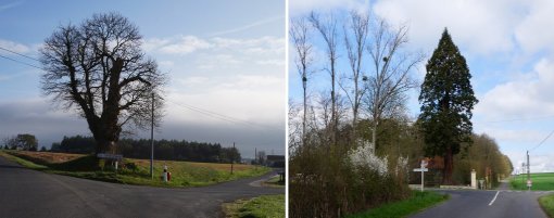 Ponctuation et animations du paysage par les arbres marqueurs : Châtaigner (Saint-Jean-des-Échelles) et Séquoia (Saint-Maixent) en grand format (nouvelle fenêtre)