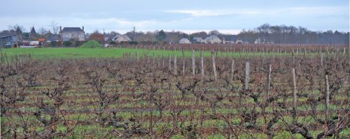 Frange urbaine diffuse de Juigné-sur-Loire en limite des ondulations viticoles en grand format (nouvelle fenêtre)