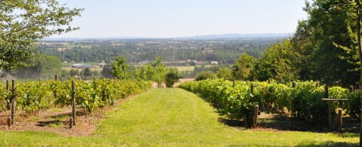 Coteau viticole ouvrant sur le paysage de Sainte-Cécile en grand format (nouvelle fenêtre)