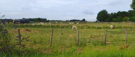 Les activités de poly-élevage participent à la diversité des paysages agricoles (Cérans-Foulletourte, 2014) en grand format (nouvelle fenêtre)