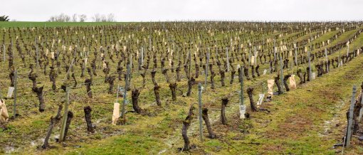 Rangs de vignes rythmant le coteau doux des marais de Talmont en grand format (nouvelle fenêtre)