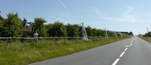 Le développement de l'arboriculture est notamment visible aux abords de la RD 770 qui relie Champigné à Châteauneuf-sur-Sarthe (Champigné - 2015) en grand format (nouvelle fenêtre)