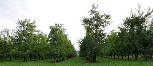 Ponctuation de quelques rares parcelles d'arboriculture fruitière (Andouillé) en grand format (nouvelle fenêtre)
