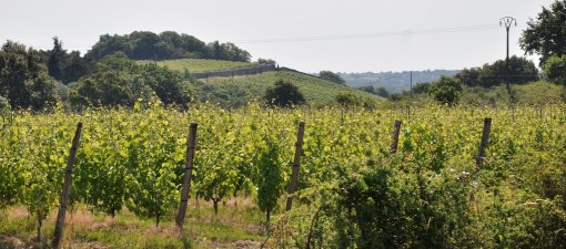 La coulée de Serrant, un paysage viticole original identitaire de la sous-unité (Savennières) en grand format (nouvelle fenêtre)