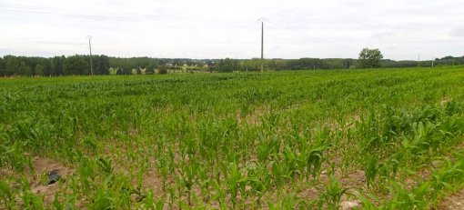 Les paysages ruraux de l'unité paysagère se fondent sur l'alternance entre champs ouverts et boisements (Cérans-Foulletourte, 2014) en grand format (nouvelle fenêtre)