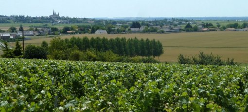 Effet de coteau viticole et butte témoin du Puy Notre Dame (Les Verchers-sur-Layon) en grand format (nouvelle fenêtre)