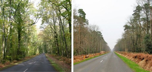 contraste d'ambiance forestière entre la forêt de feuillus d'Ancenis (Riaillé) et les conifères de la forêt de Juigné (Juigné-des-Moutiers) en grand format (nouvelle fenêtre)