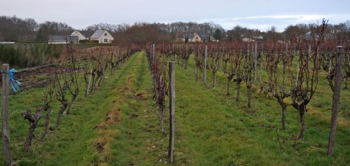 Urbanisation pavillonnaire de Juigné-sur-Loire ceinturant des paysages viticoles en grand format (nouvelle fenêtre)
