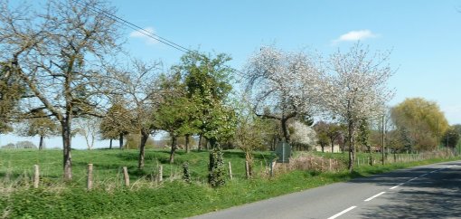 Ligne graphique d'un vieux verger aux arbres tortueux (Saint-Mars-sous-Ballon) en grand format (nouvelle fenêtre)