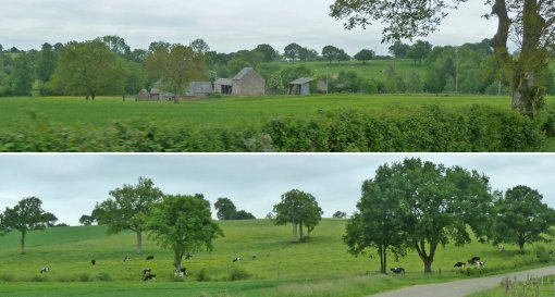 Un bocage dont il ne reste que les arbres, qui donnent une ambiance de parc paysager rural à l'anglaise (Vaiges) en grand format (nouvelle fenêtre)