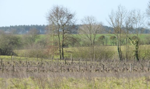Le linéaire bocager s'atténue progressivement face à la pression des cultures agricoles (Bournezeau – 2015) en grand format (nouvelle fenêtre)