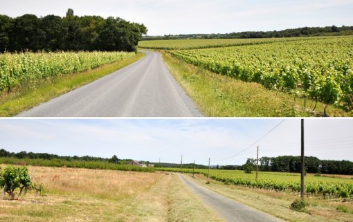 Plateau viticole ponctué de bois, marqué par le développement de l'arboriculture fruitière (Soulaines-sur-Aubance) en grand format (nouvelle fenêtre)
