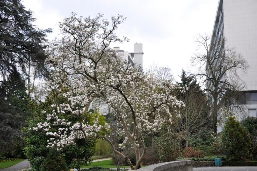 Ambiance urbaine jardinée du quartier du jardin des Plantes (Angers) en grand format (nouvelle fenêtre)