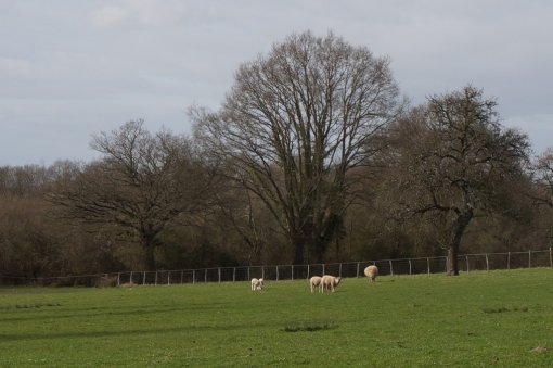 Un bocage dense aux accents normands où les troupeaux pâturent sous les vergers (La Fresnaye-sur-Chédouet) en grand format (nouvelle fenêtre)